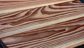 ščetkan_pod_macesen ščetkan_pod_macesen